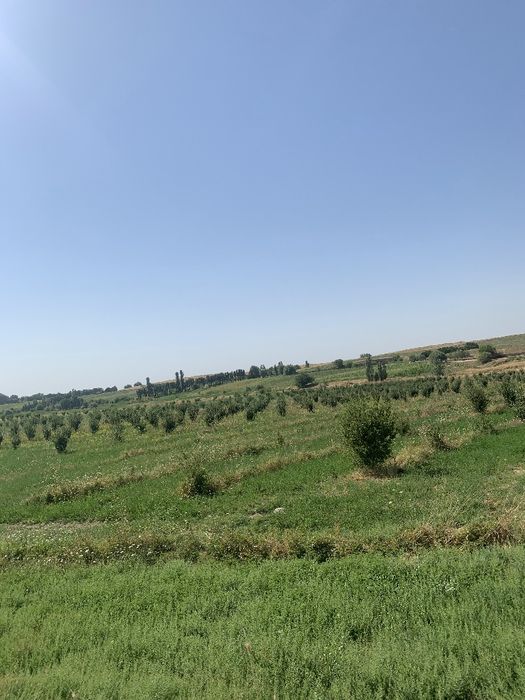 8gektar mevali bogʻ Parkent tumanida!!!