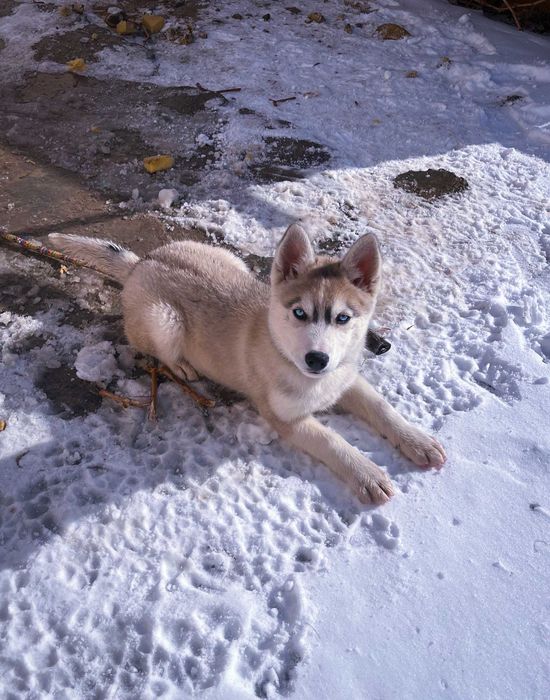 Щенок Хаски чистокровный