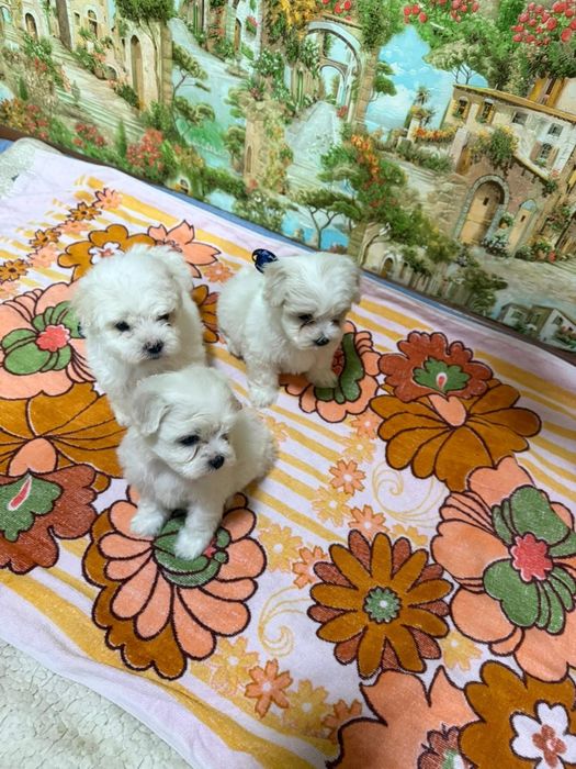 Продам щенков мальтипу