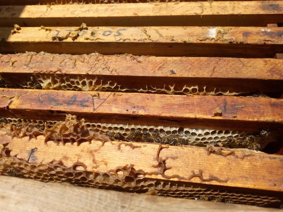 Assalomu alaykum yaxshimisiz kelishamiz