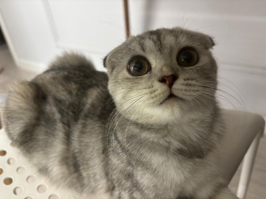 Кошка,шотландская вислоухая