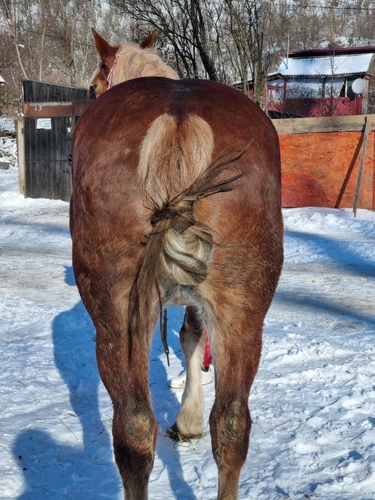 Se vinde iapă bună de căruță