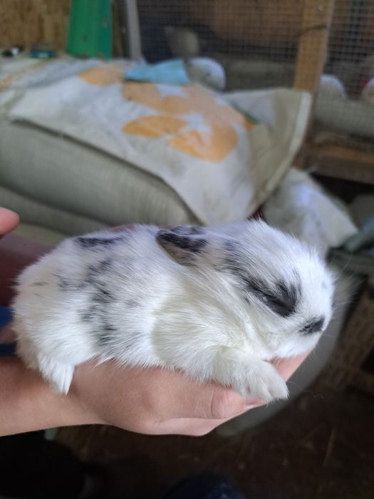 Декоративный кролик