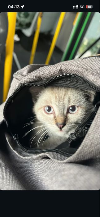 Tabby point cat Тайской породы