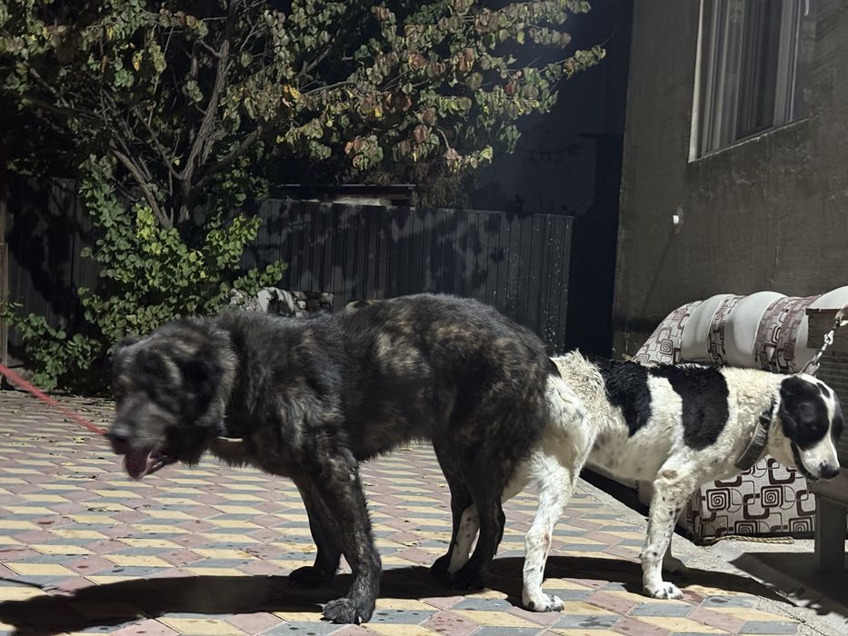 Төбет Алабай САО күшіктері