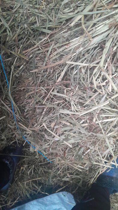 Baloti ovaz fara lucerna