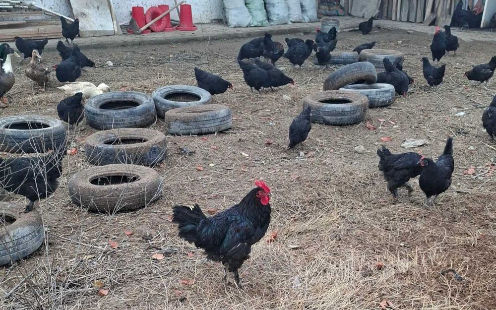 QORA tovuq TUXUMLARI sotiladi