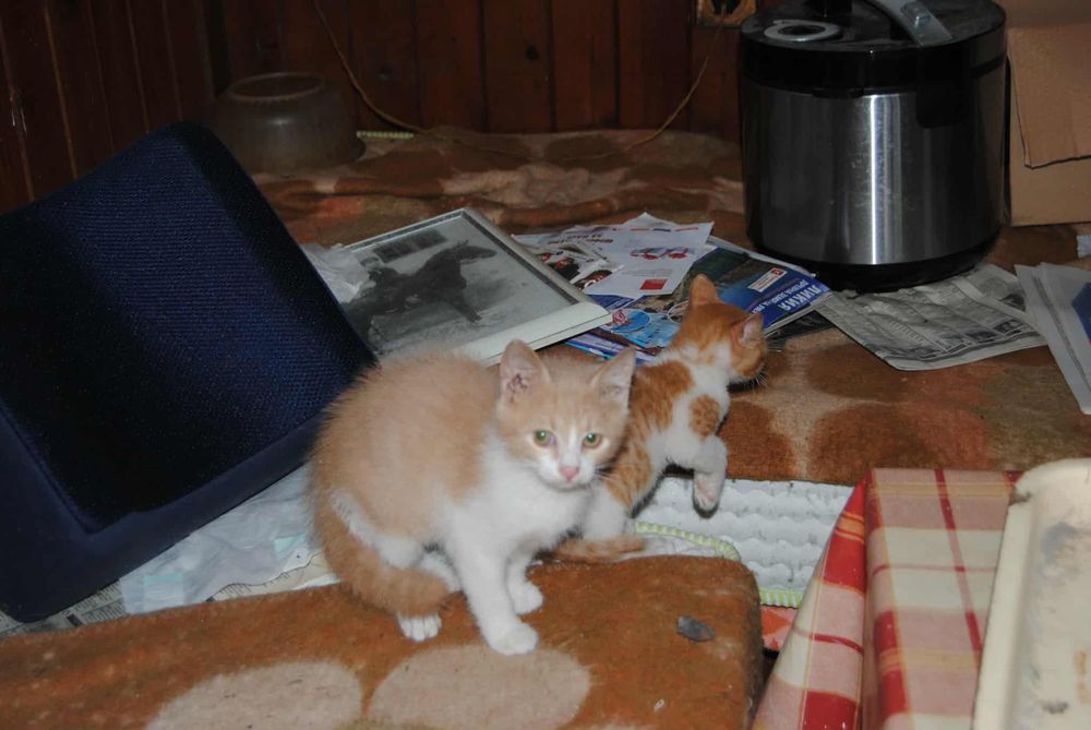 Подарявам котенца