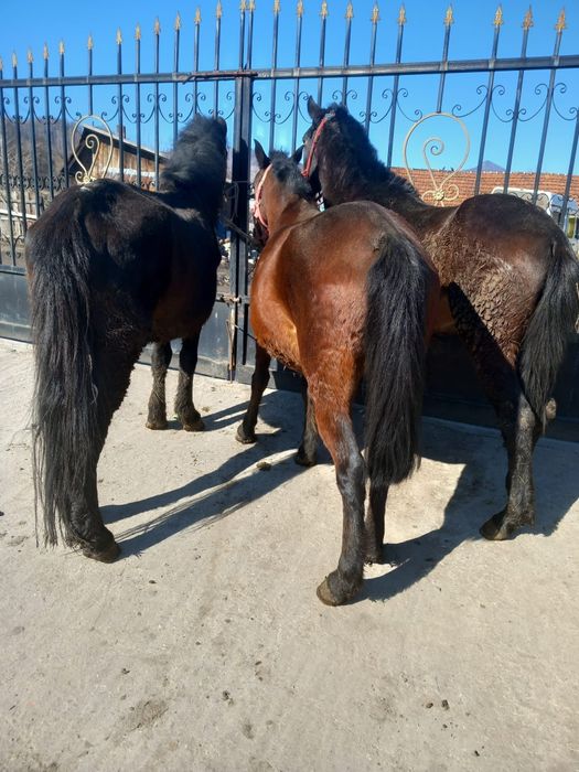 vând un cârlan o mânză și un cal