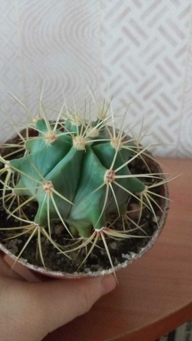 Кактусы разные комнатные