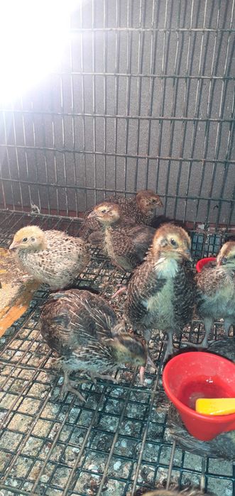 Prepelițe pui de prepeliță ouă