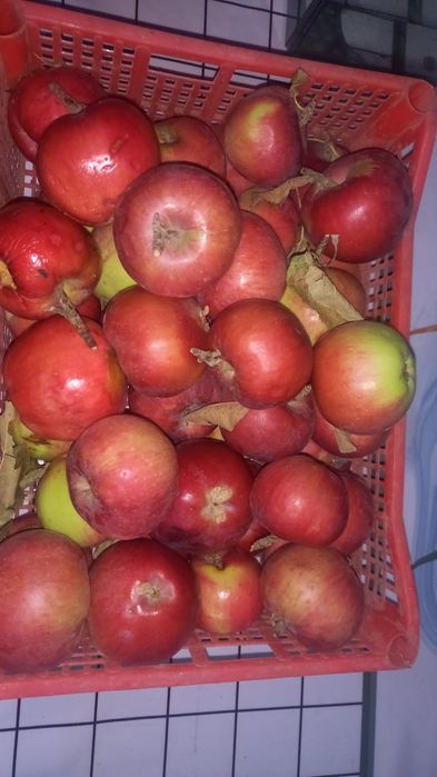 Яблочныи уксус из своего огорода