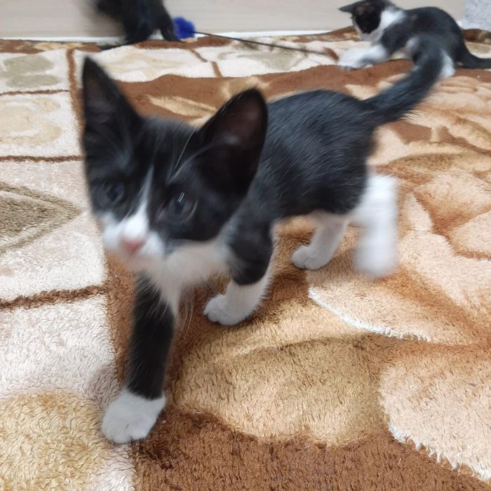 Котята  в добрые руки