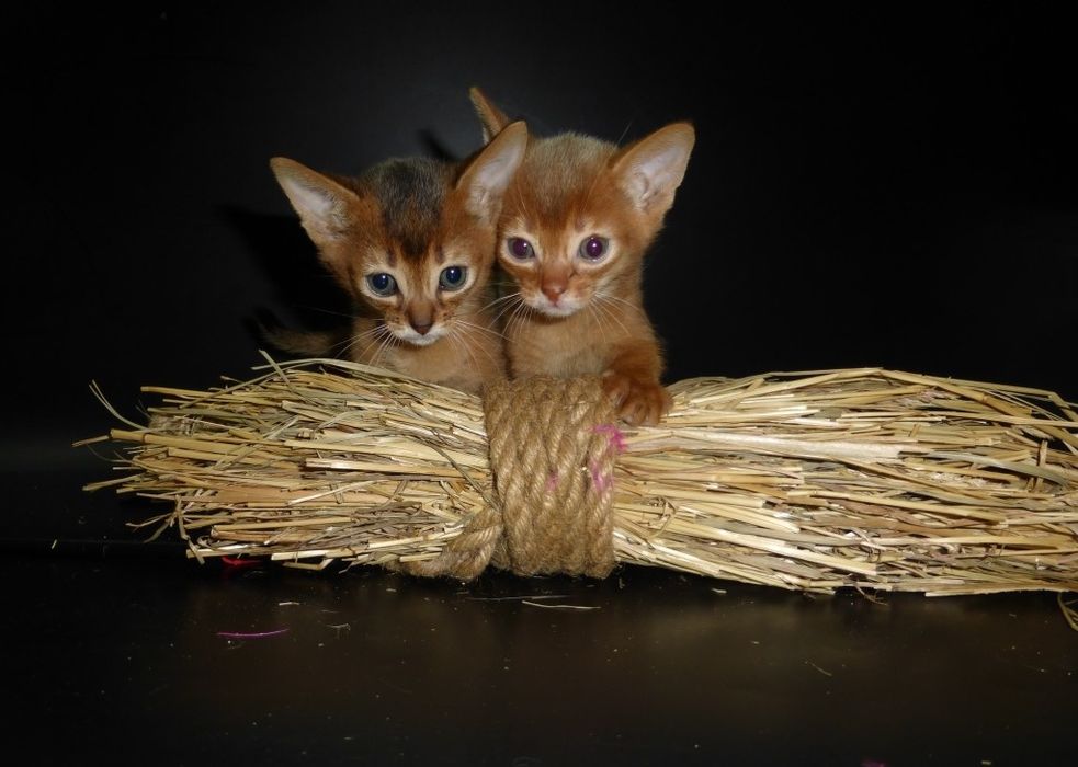 Абиссинские  котята
