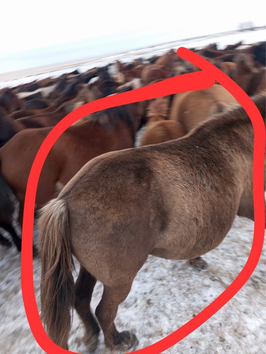 Бие сатылады қысыр