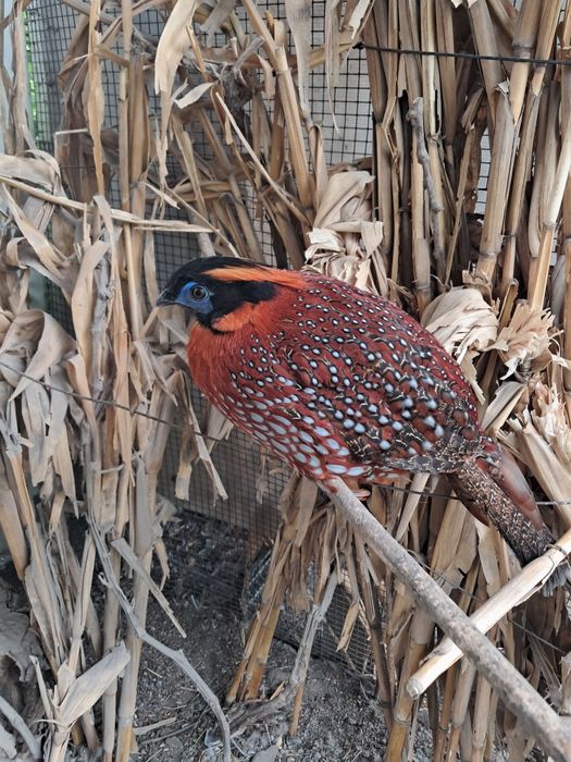 Fazani exotici pasari