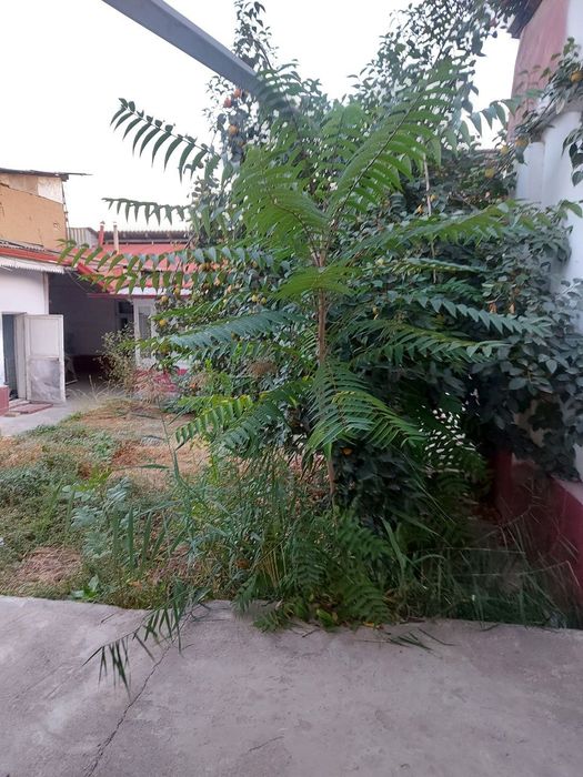 Бодомзор Шивли 3 сотих ховли