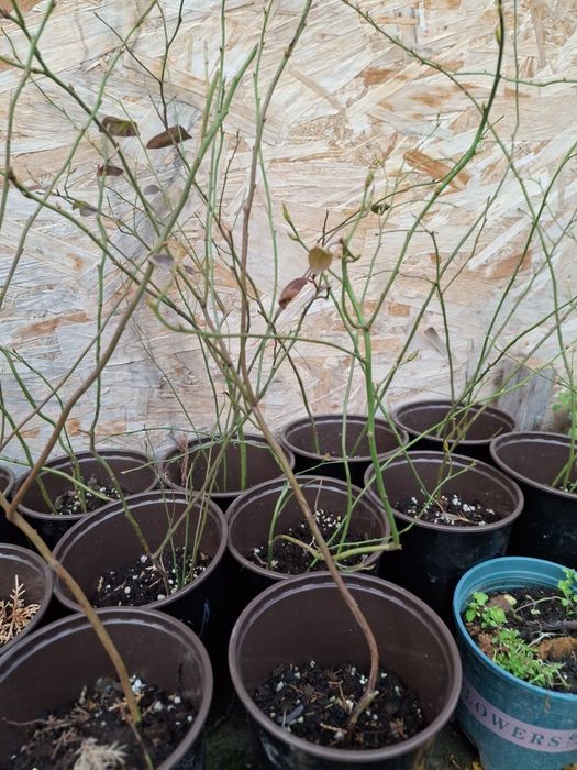 Голубика саженцы