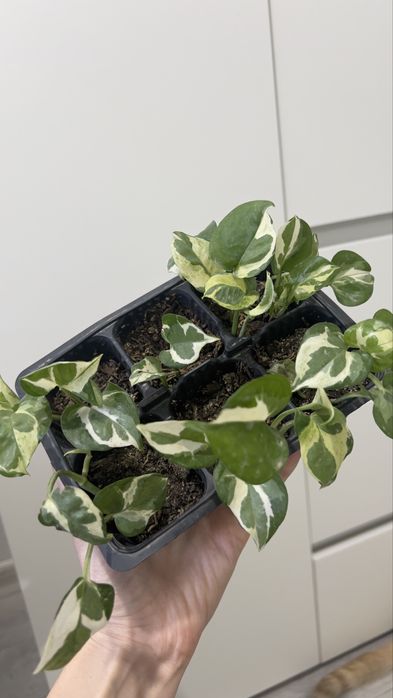 Распродажа лиан Энджой