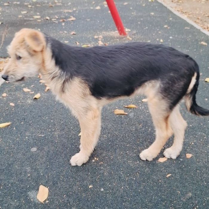 Щенок мальчик Щенки щенята собака