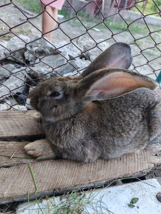 Iepure uriaș german