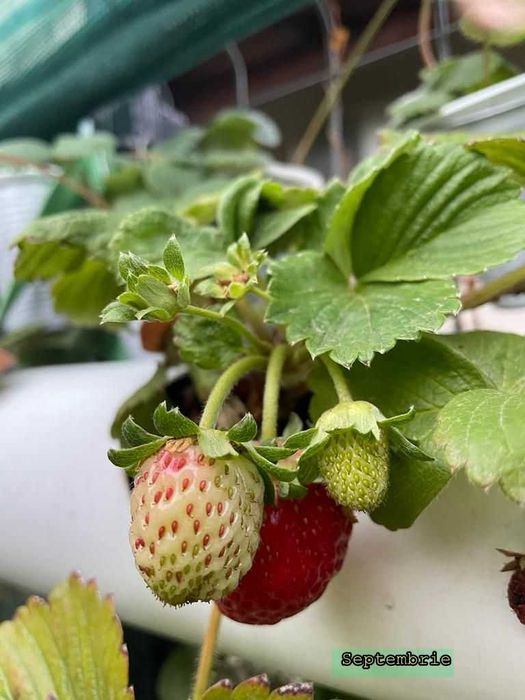 Vand capsuni (plante la ghiveci) soi Albion remontant