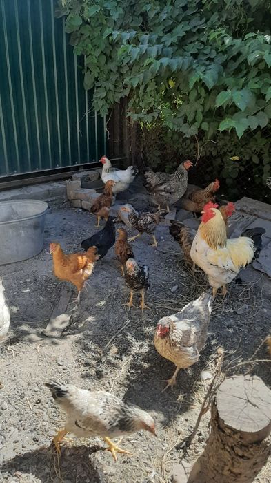 Сельхоз  животные