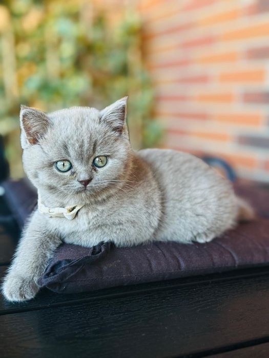 Pisic British Shorthaire