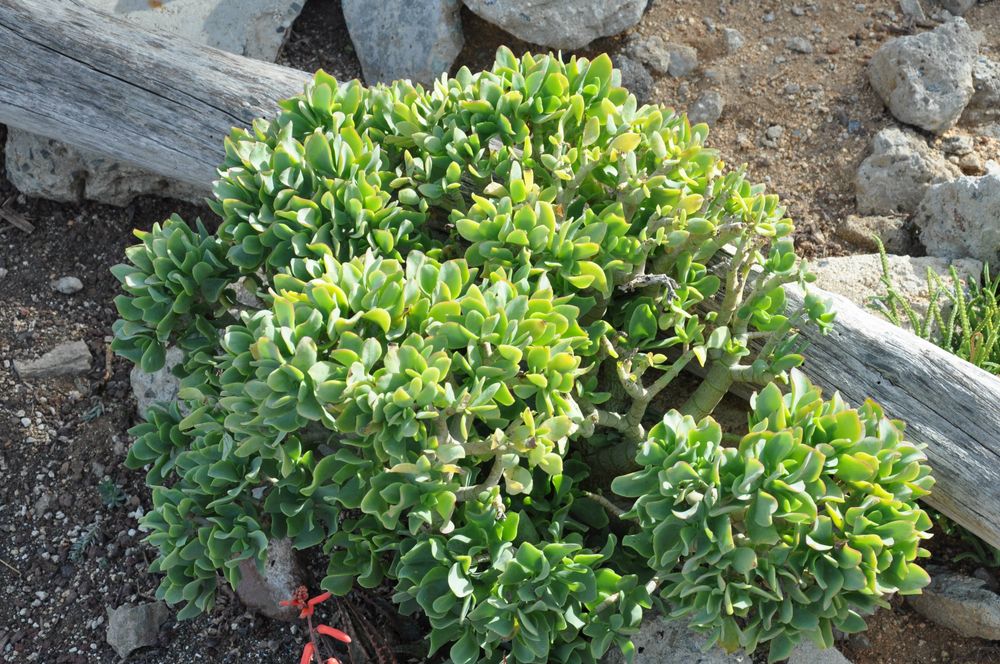 Крассула древовидная (Crassula arborescens undulatifolia) — 20 см