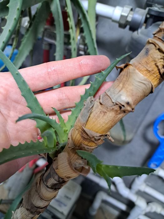 Алоэ древовидный детки продам