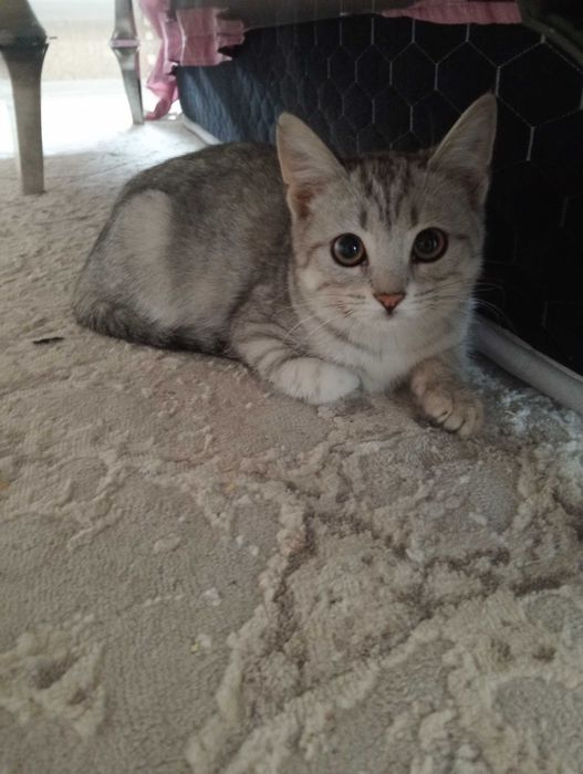 Котенок в добрые руки