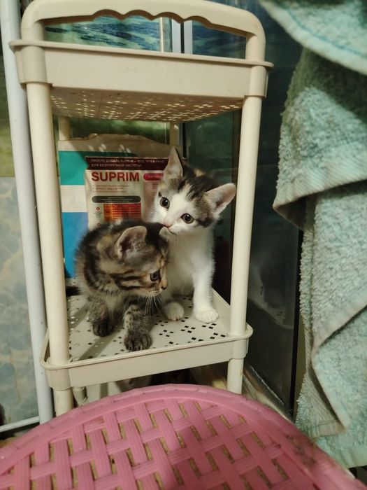 Котята девчата. домашние