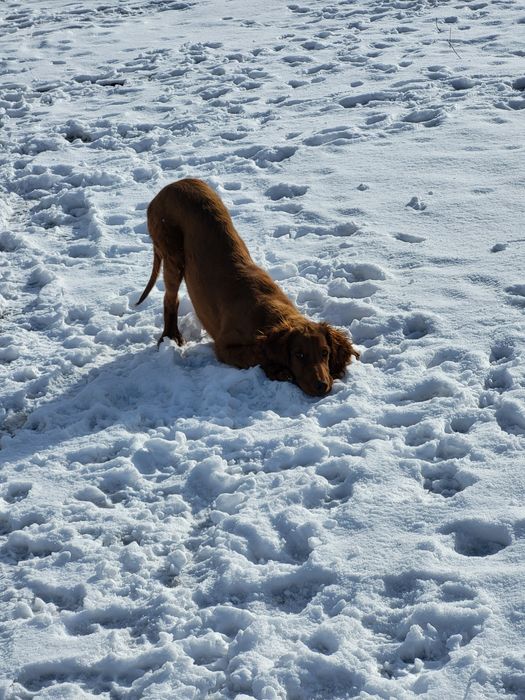 Ирландский сеттер