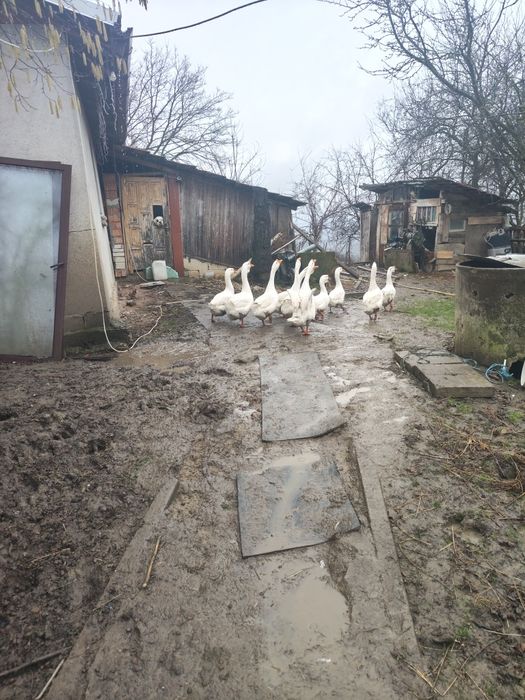 Vând gaste de carne