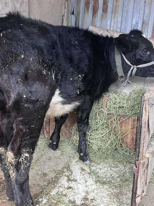 Ургашы тана сатылады