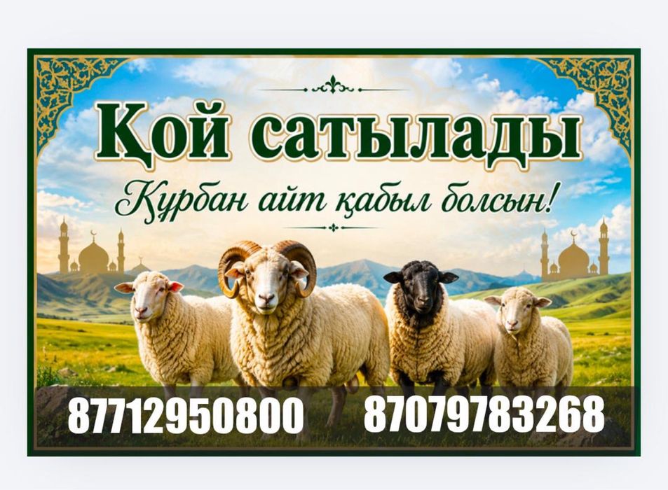 Продам баранов на Курбан айт.