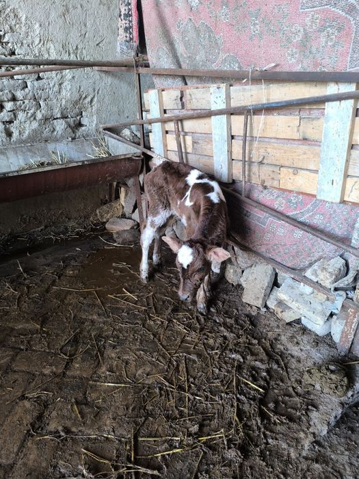 Ona bola sigir 1 qorin bolasi erkak