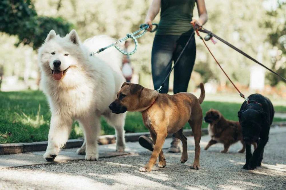 Serviciu Pet Sitting - Ingrijire la domiciliu animalutului tau