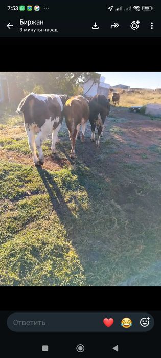 Продам 3х бычков