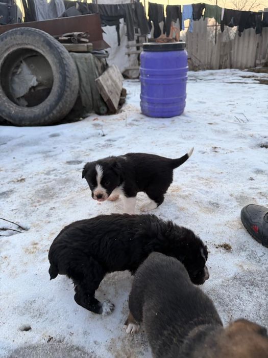 Продам щенят очень послушные