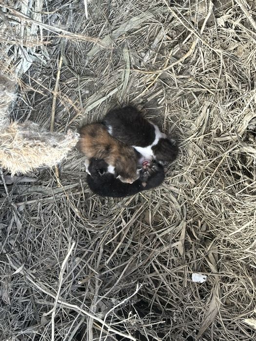 Котята новорожденные