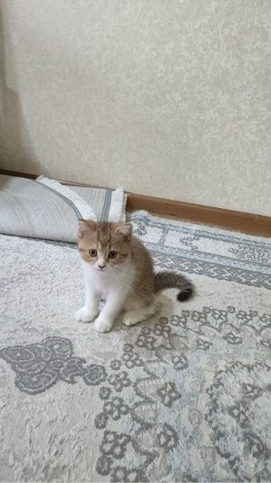 Мушук исми: Симба