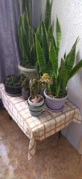 Продам комнатные цветы.