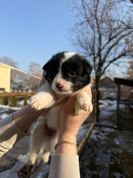 Отдам в любящие руки щенка девочку