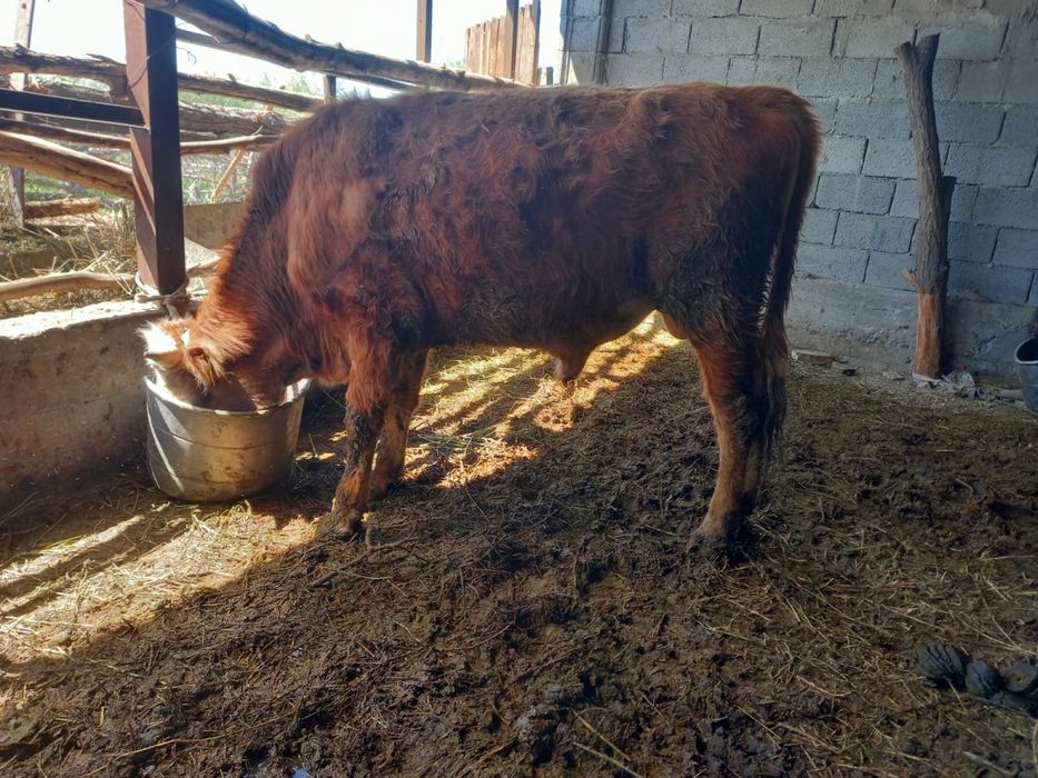 Бұқа сатылады. Продоется бык