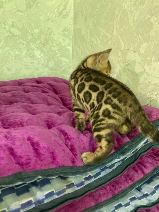 Bengal mushukchalar sotuvda