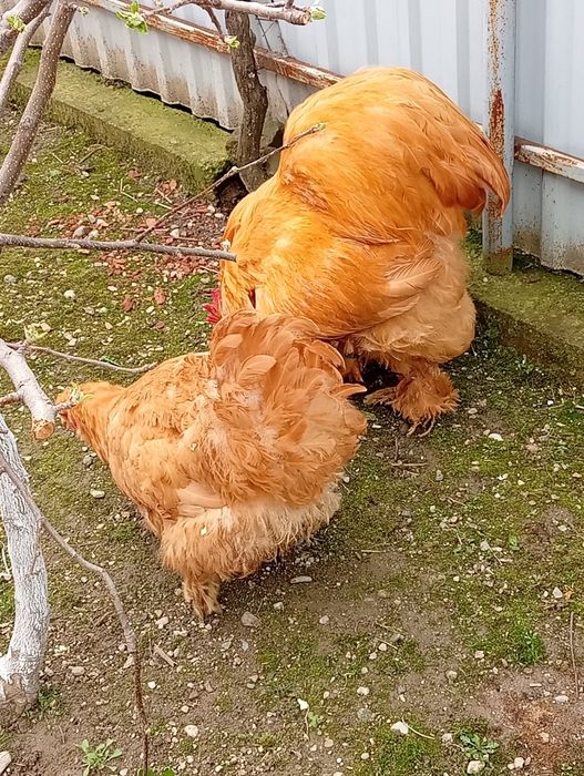 Vand sau schimb găini conchina urias