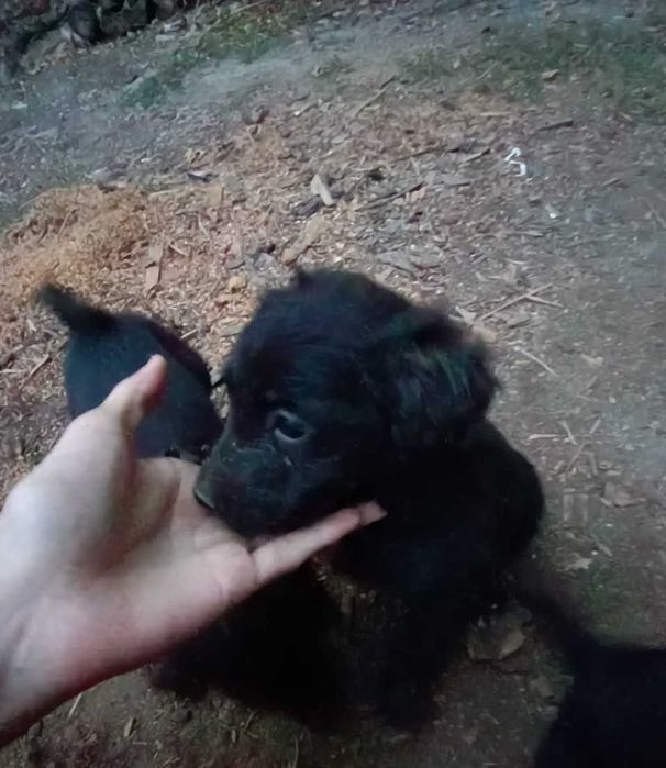ЩЕНКИ бесплатно пожалуйста