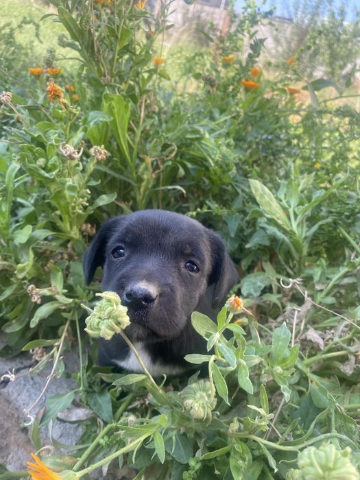 Спаниель щенок девочка