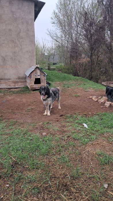 Денесі сау гарантия